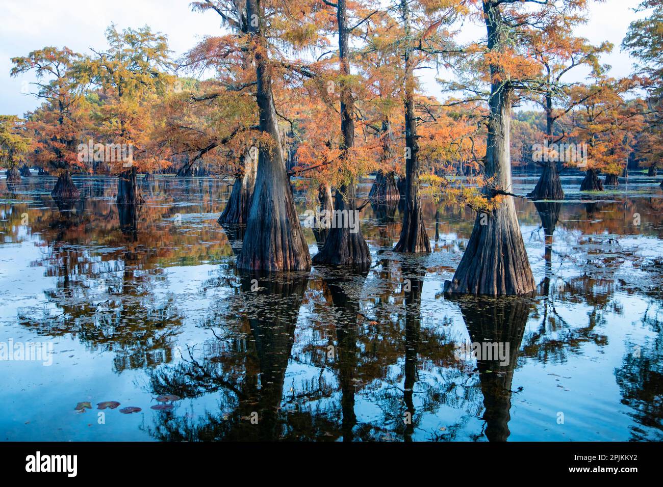 Bald cypress in fall color Stock Photo