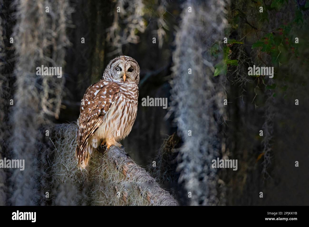 Barred owl perched in bald cypress forest with Spanish moss Stock Photo