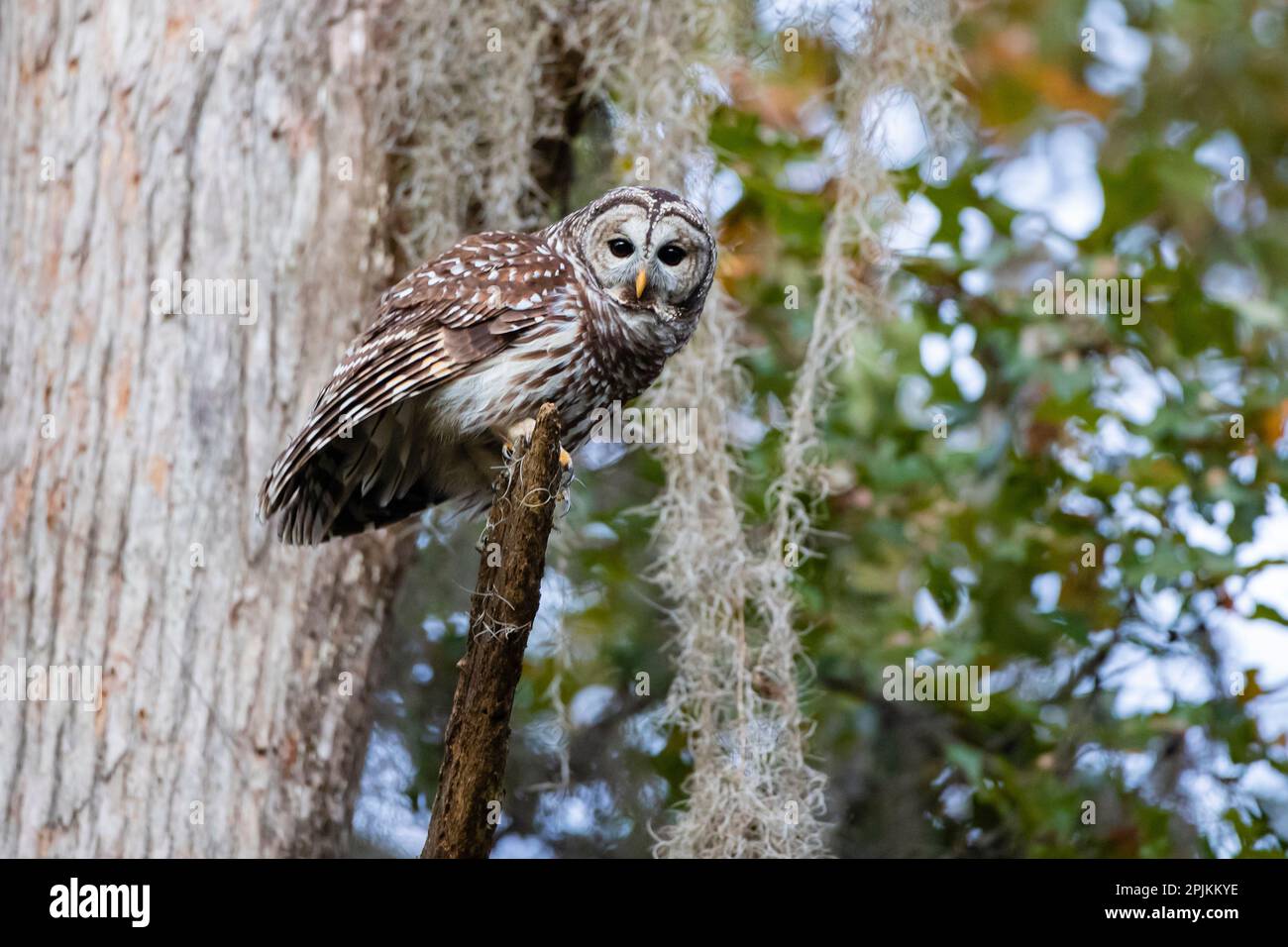 Barred owl perched in bald cypress forest with Spanish moss Stock Photo