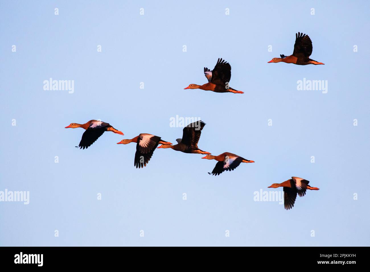 Black-bellied whistling duck in flight Stock Photo