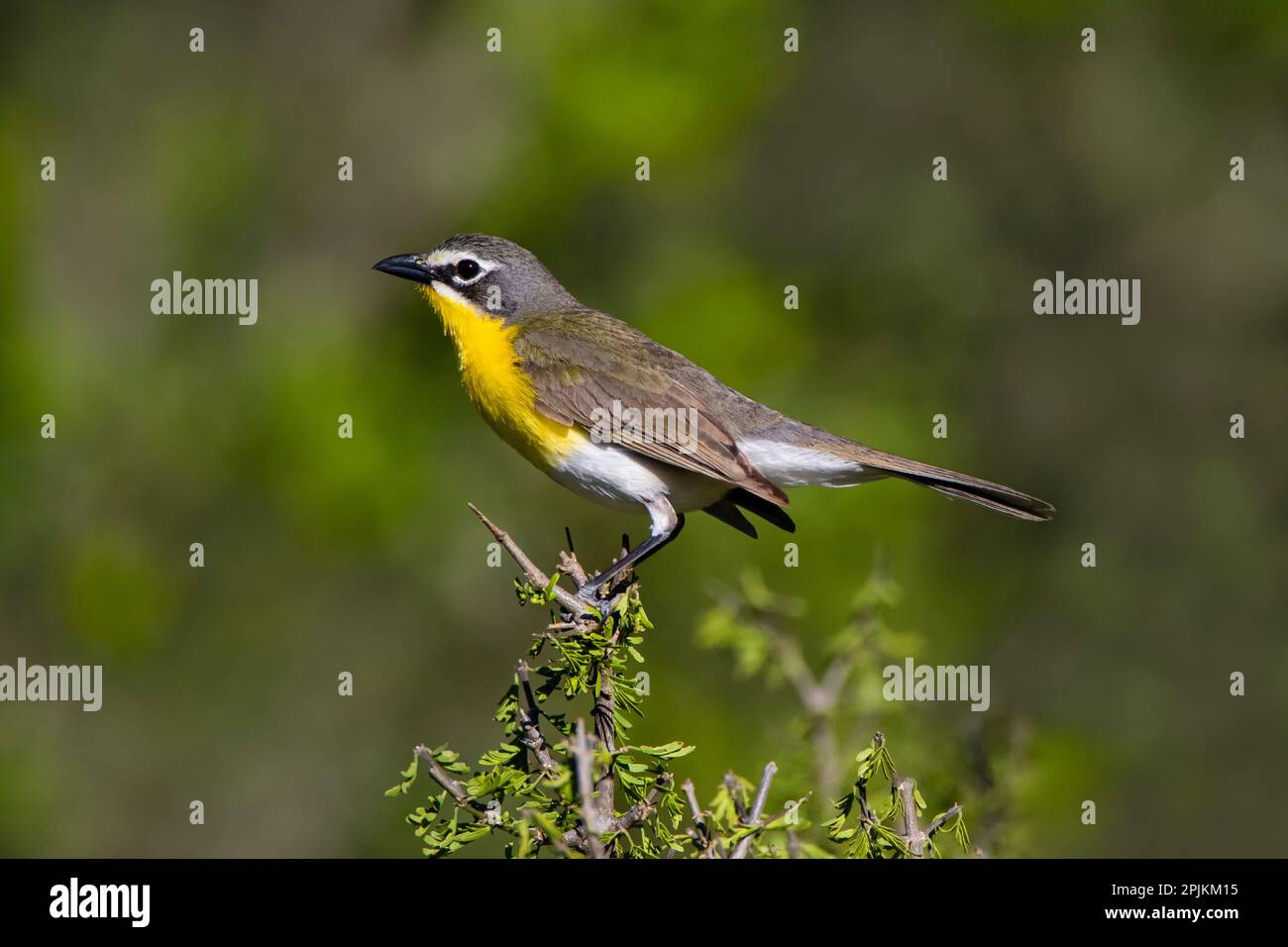 Yellow-breasted chat adult perched in dense brush Stock Photo