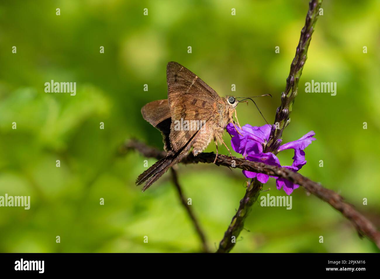 Teleus longtail butterfly nectaring in flower garden Stock Photo