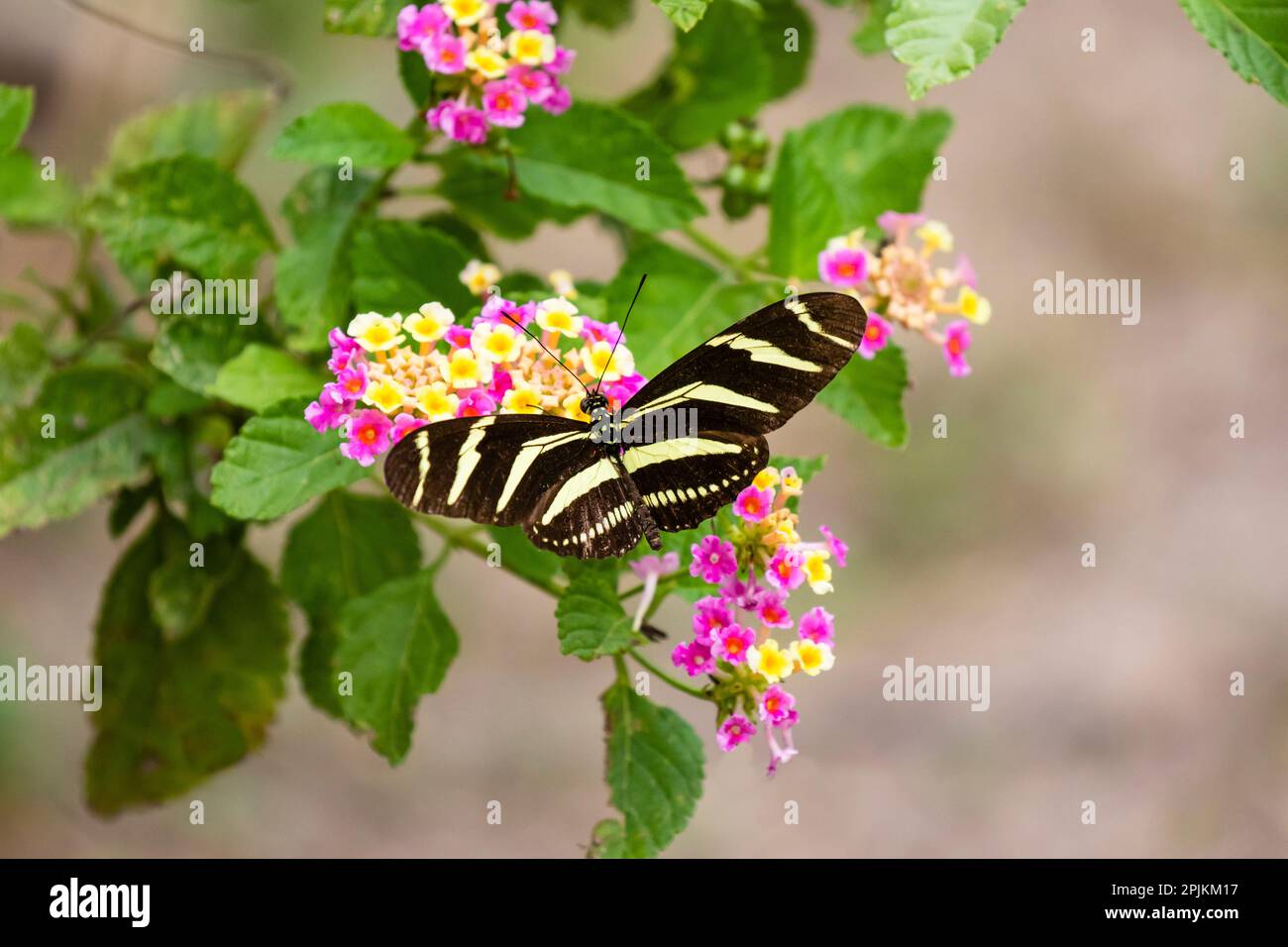 Zebra Heliconian feeding Stock Photo