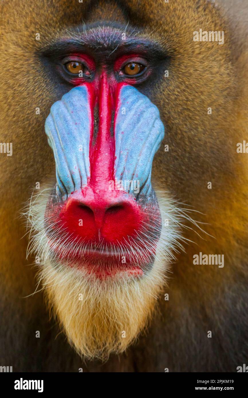 Close-up of the face of a mandrill (Mandrillus sphinx). Captive. Stock Photo
