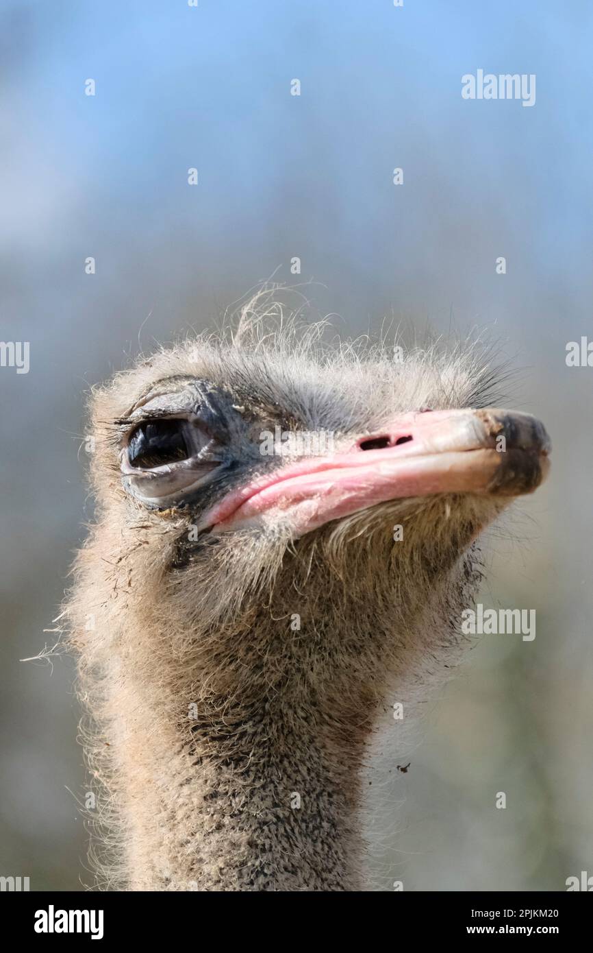 Wild Place Project, Bristol, UK. 3rd April 2023. Drummer the Ostrich is the latest arrival at Wild Place Project, he has just moved from his former home at the Welsh Mountain Zoo. As Drummer is a boy he sadly cannot help with extra-large Easter Eggs. Supporting endangered species and conservation is fundamental to Wild Place who have plans to bring in some endangered North African Red Necked Ostriches in the future. Drummer (a common Ostrich) will be essential for the Zoo to learn all about Ostrich care before they arrive. Run by the Bristol Zoological Society, Wild Place Project, on the outsk Stock Photo