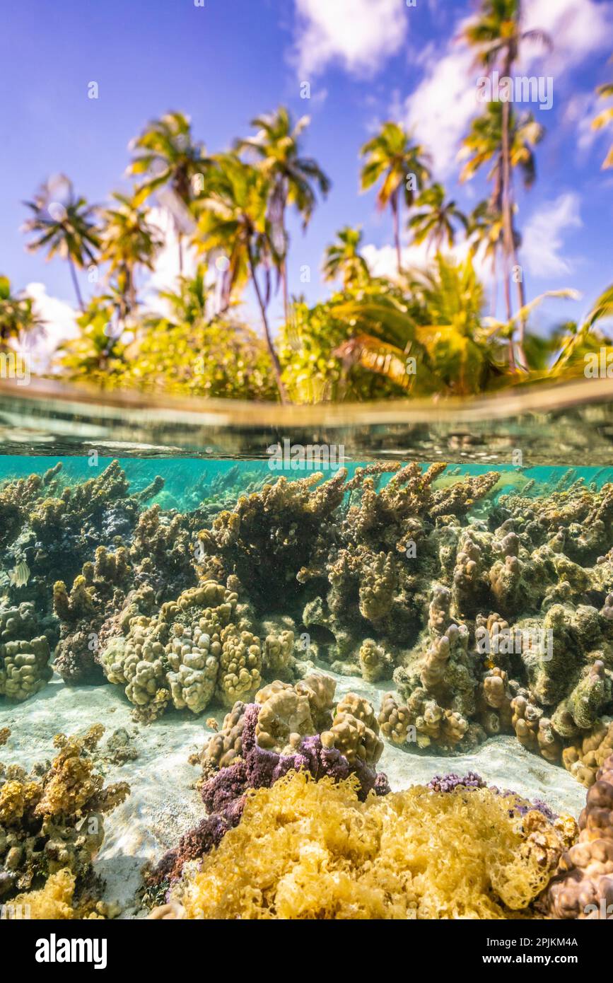 French Polynesia, Taha'a. Under/above water split of coral and palm ...