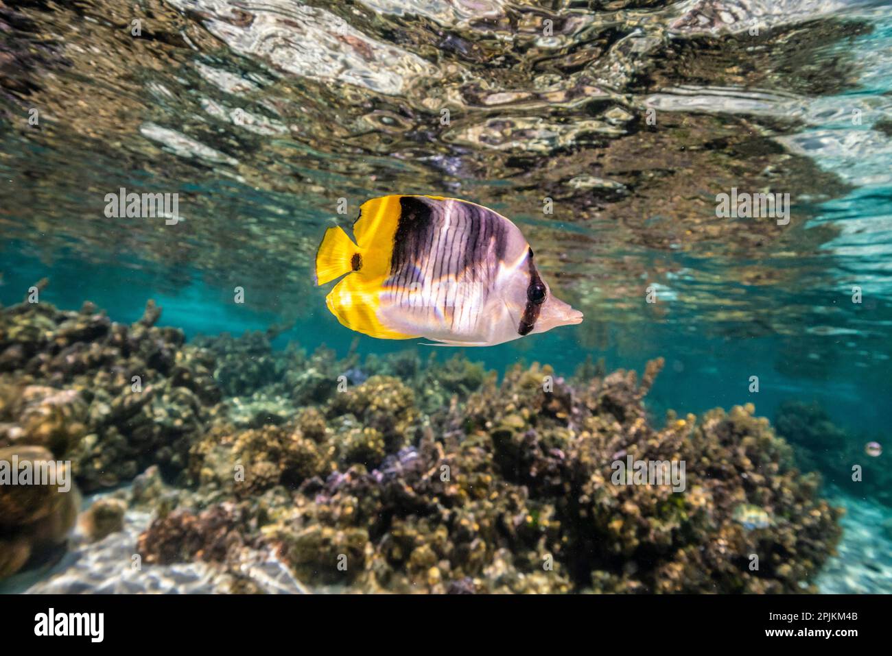 French Polynesia, Taha'a. Coral scenic with lone Pacific double-saddle butterflyfish. Stock Photo