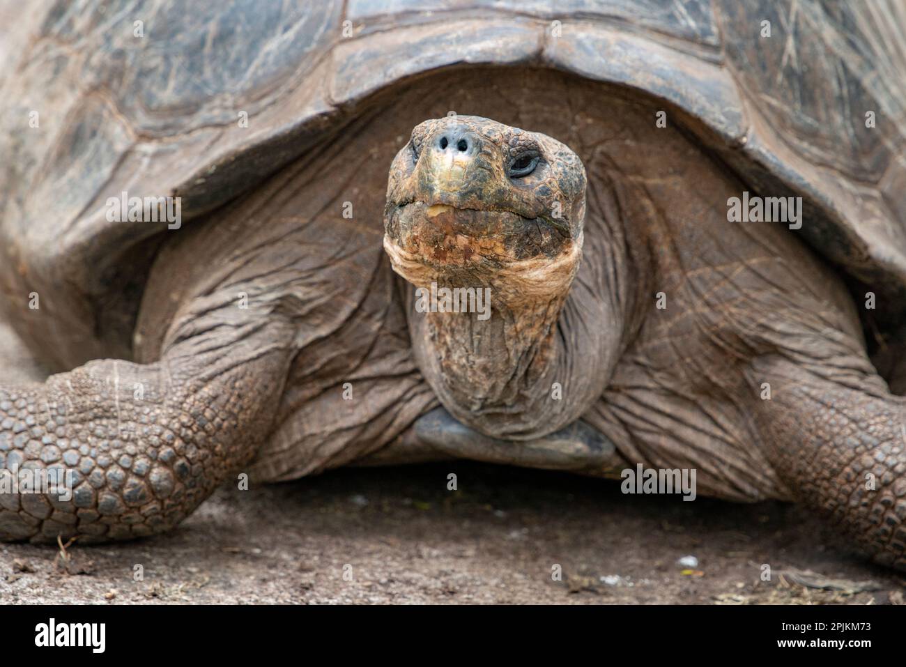Giant tortoise lumbers along at the Charles Darwin Research Center. Stock Photo