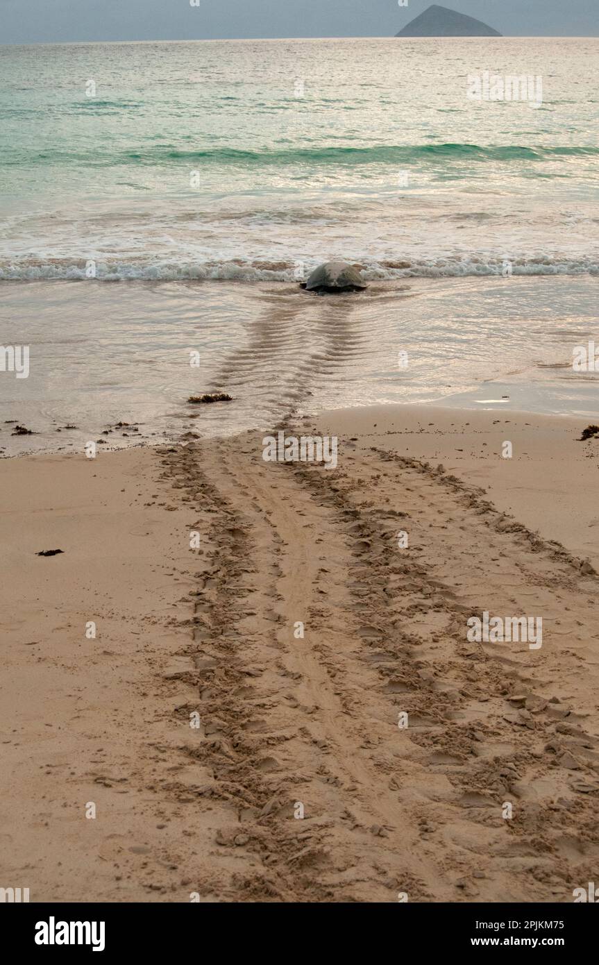 After laying its eggs on a Galapagos beach, this sea turtle returning
