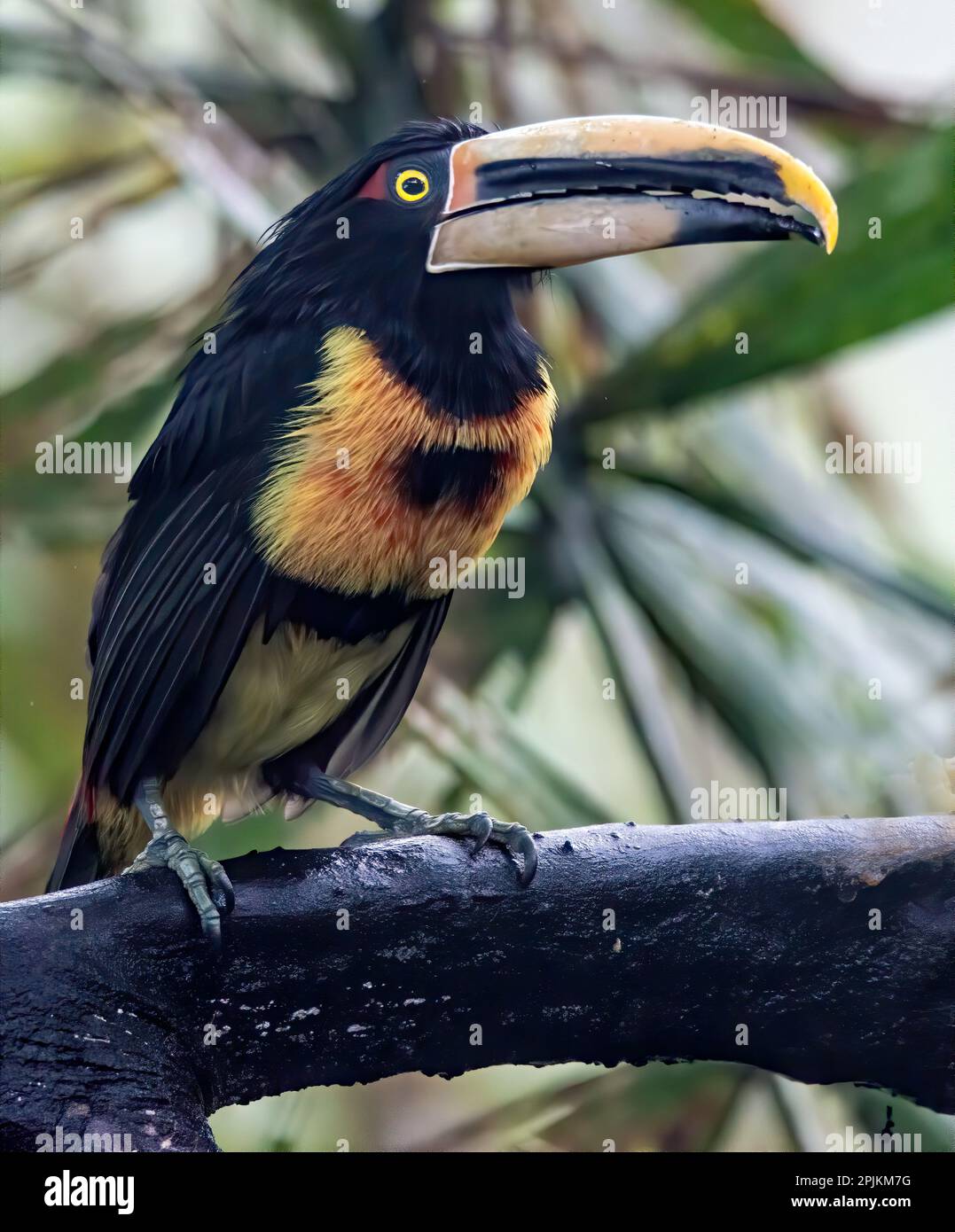 Aracari in the Cloud Forest has a huge bill. Stock Photo