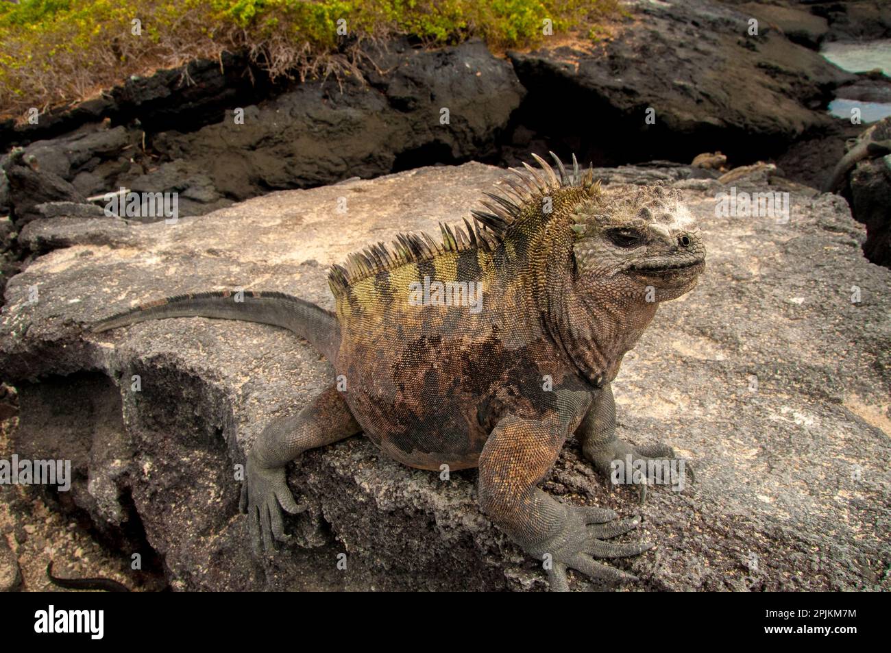 Ugly marine iguana on Fernandina Island was the model for the Godzilla movies. Stock Photo