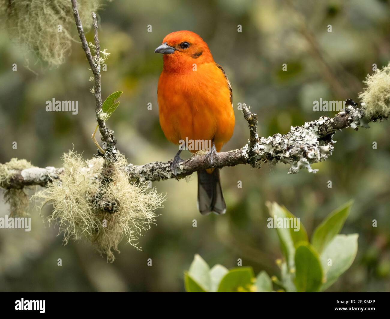 Flame-colored tanager, Costa Rica, Central America Stock Photo