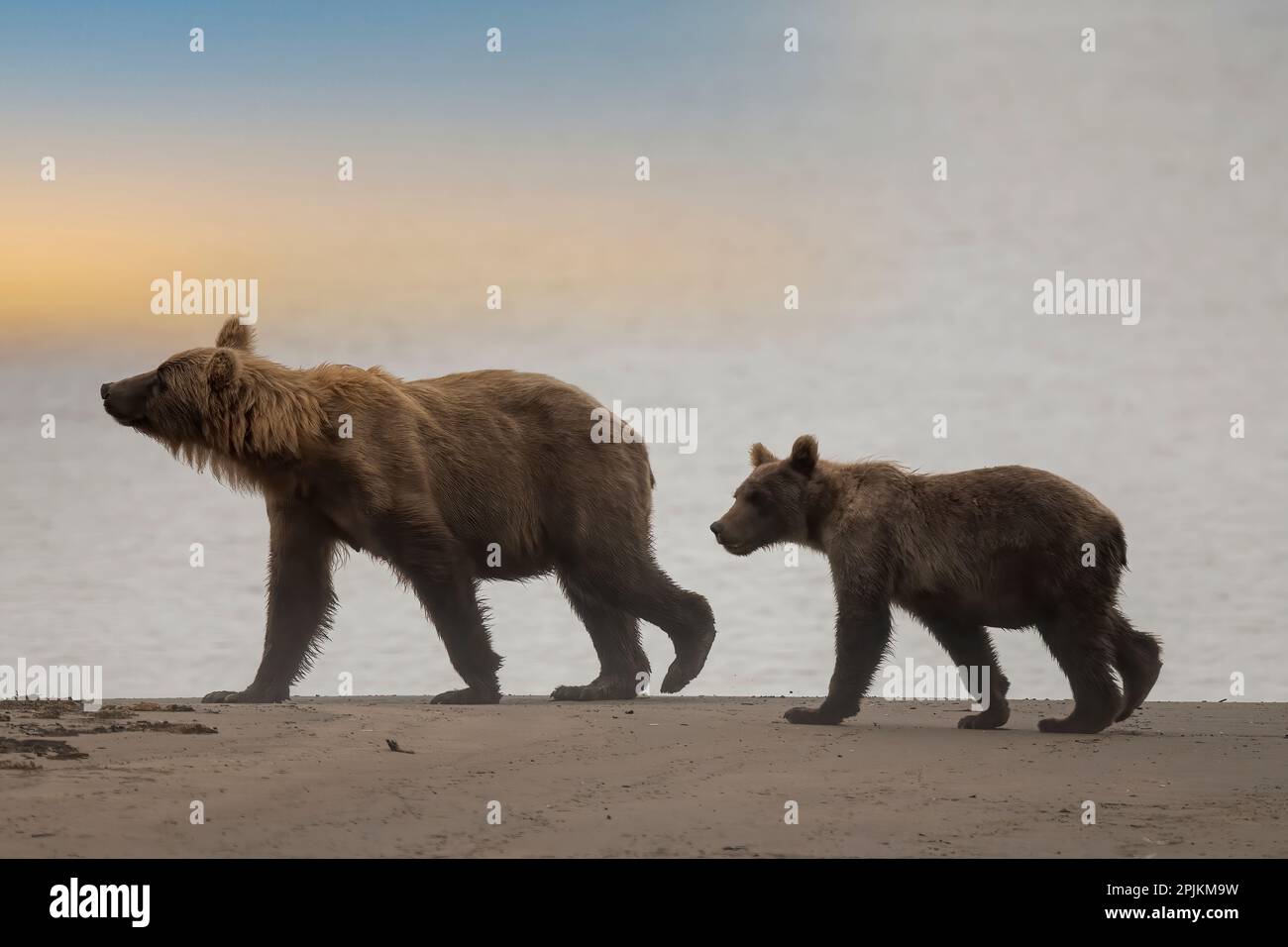 Brown bear cub and sow walk a Cook Inlet beach. Stock Photo