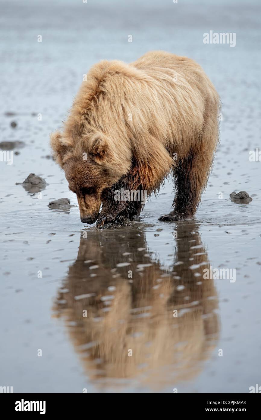 Brown bear digs for clams in the mud of Cook Inlet. Stock Photo