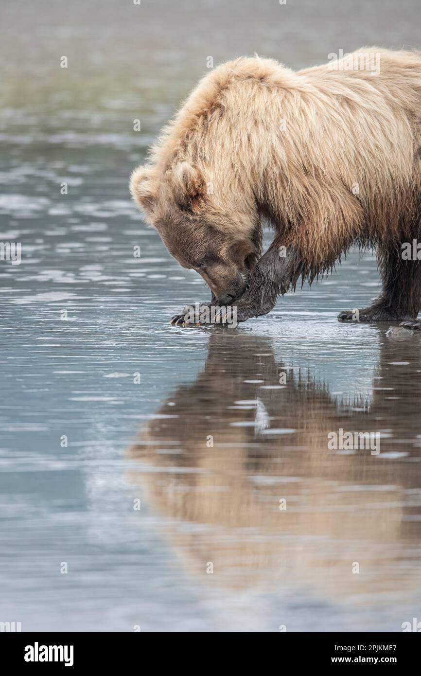 Clamming brown bear reflected at low tide along Cook Inlet. Stock Photo
