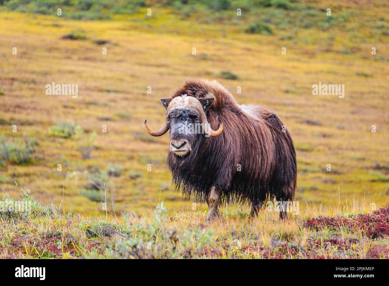 USA, Alaska, Noatak National Preserve. Bull Muskox on the arctic tundra ...