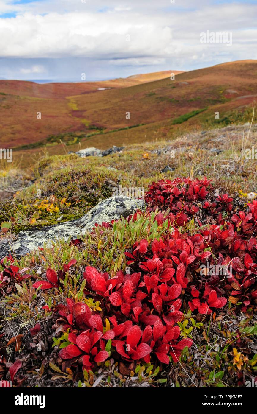 USA, Alaska, Noatak National Preserve. Alpine Bearberry on arctic tundra in autumn colors. Stock Photo