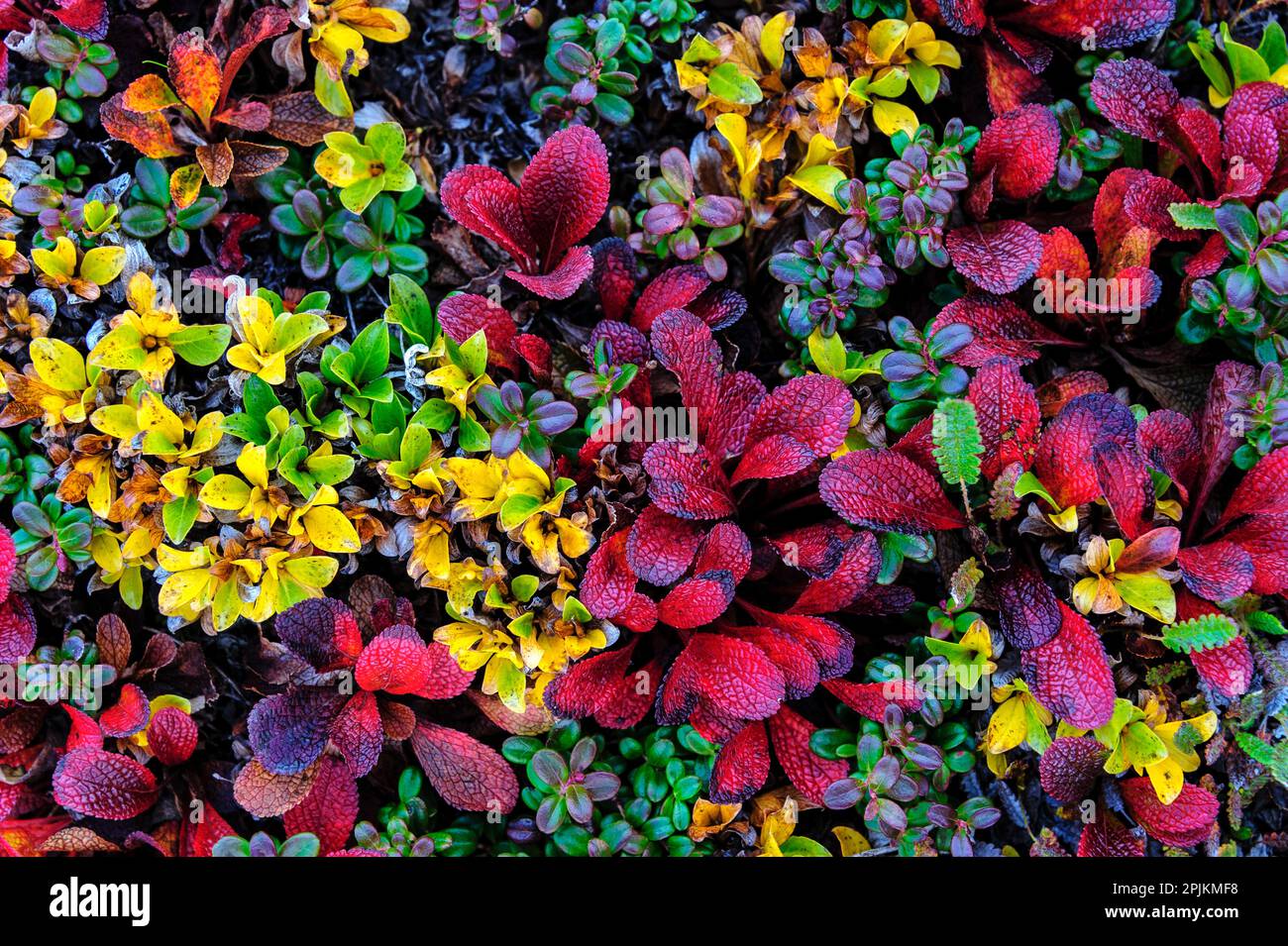 USA, Alaska, Noatak National Preserve. Alpine Bearberry on arctic tundra in autumn colors. Stock Photo