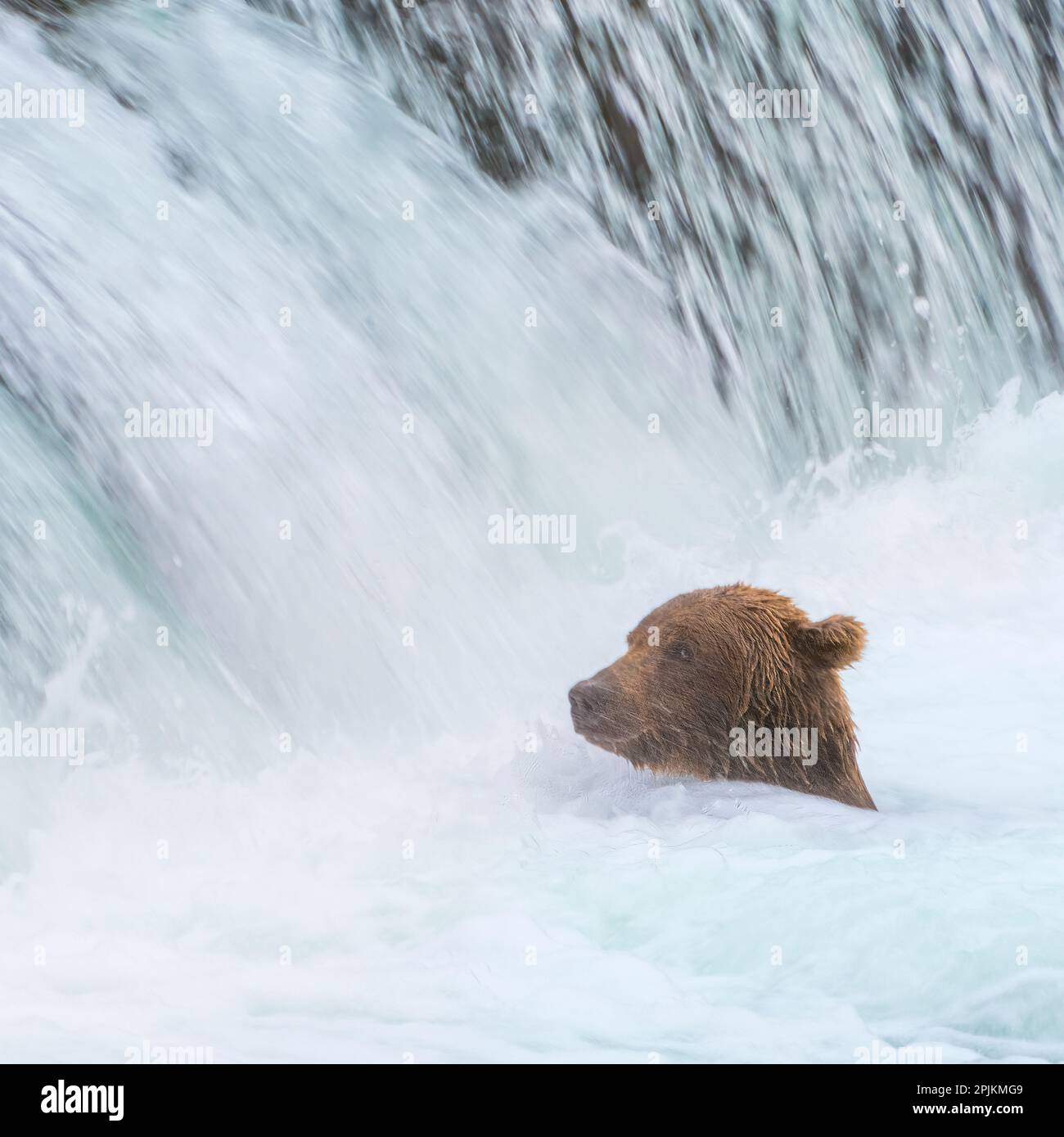 Alaska, Brooks Falls. Grizzly bear swims at the base of the falls Stock