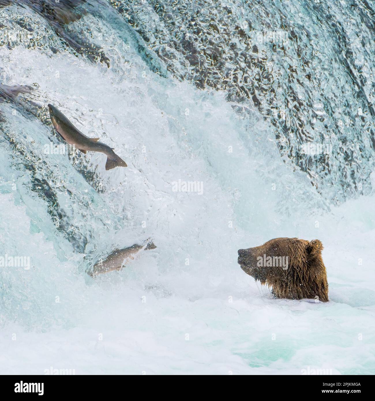 Alaska, Brooks Falls. Grizzly bear at the base of the falls watching