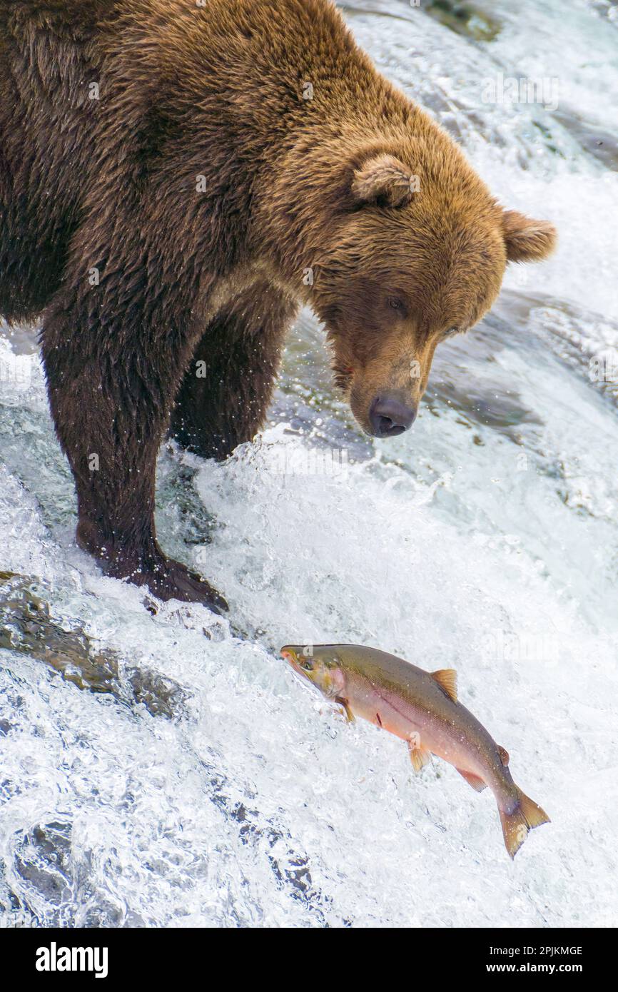 Alaska, Brooks Falls. Grizzly bear at the top of the falls watching a