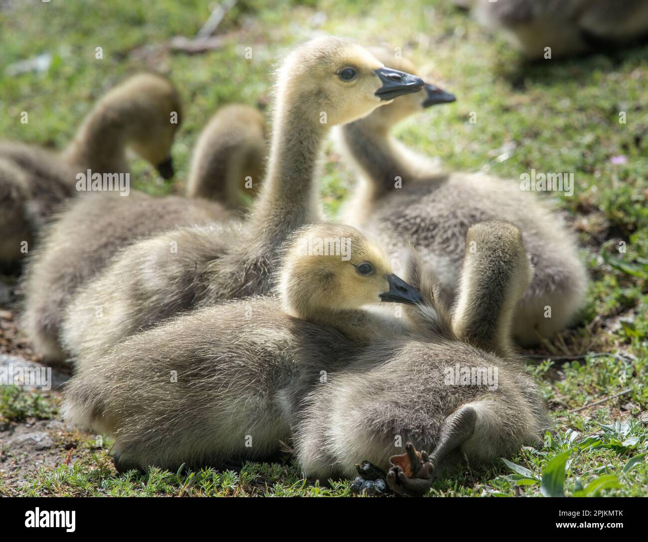 Canada geese goslings huddling together. Stock Photo
