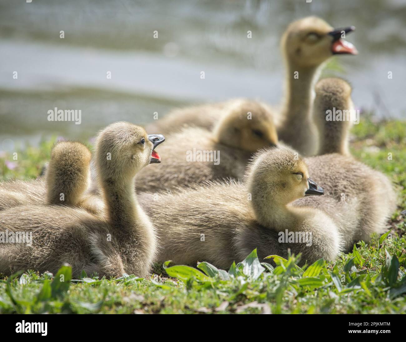 Canada geese goslings huddling together. Stock Photo