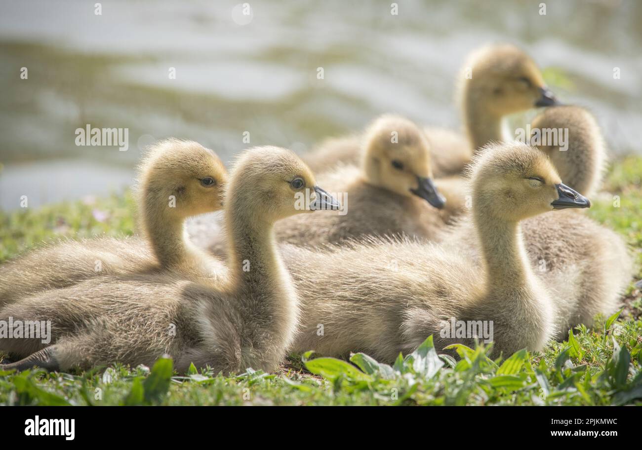 Warm and fuzzy Canada geese goslings crowd together. Stock Photo
