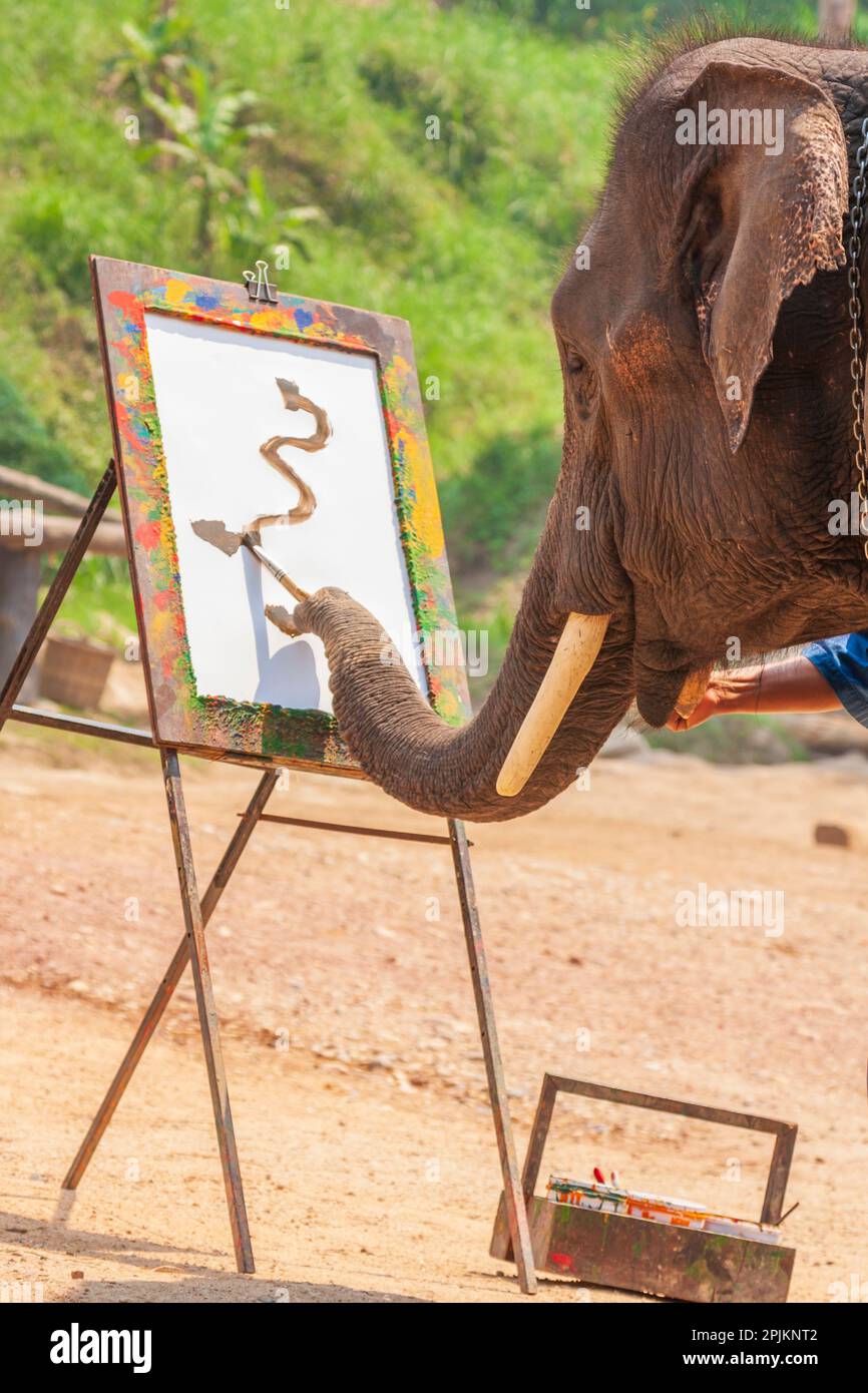 Maesa Elephant Camp, Chiang Mai, Thailand. Elephant painting. (Editorial Use Only) Stock Photo