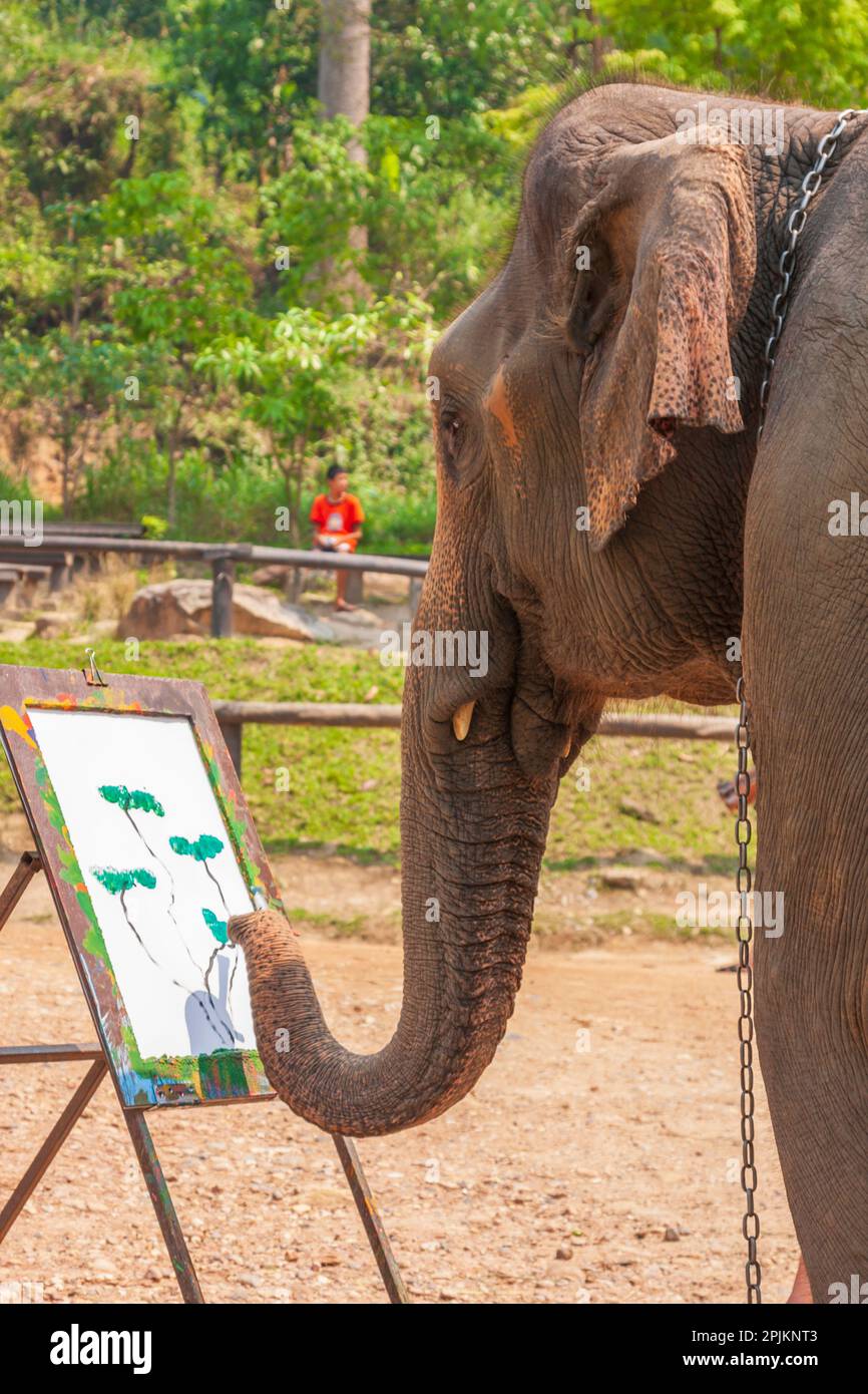 Maesa Elephant Camp, Chiang Mai, Thailand. Elephant painting. (Editorial Use Only) Stock Photo