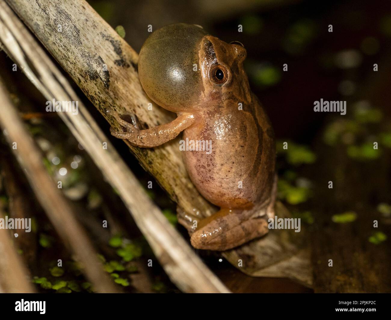 Peeper frog hi-res stock photography and images - Alamy