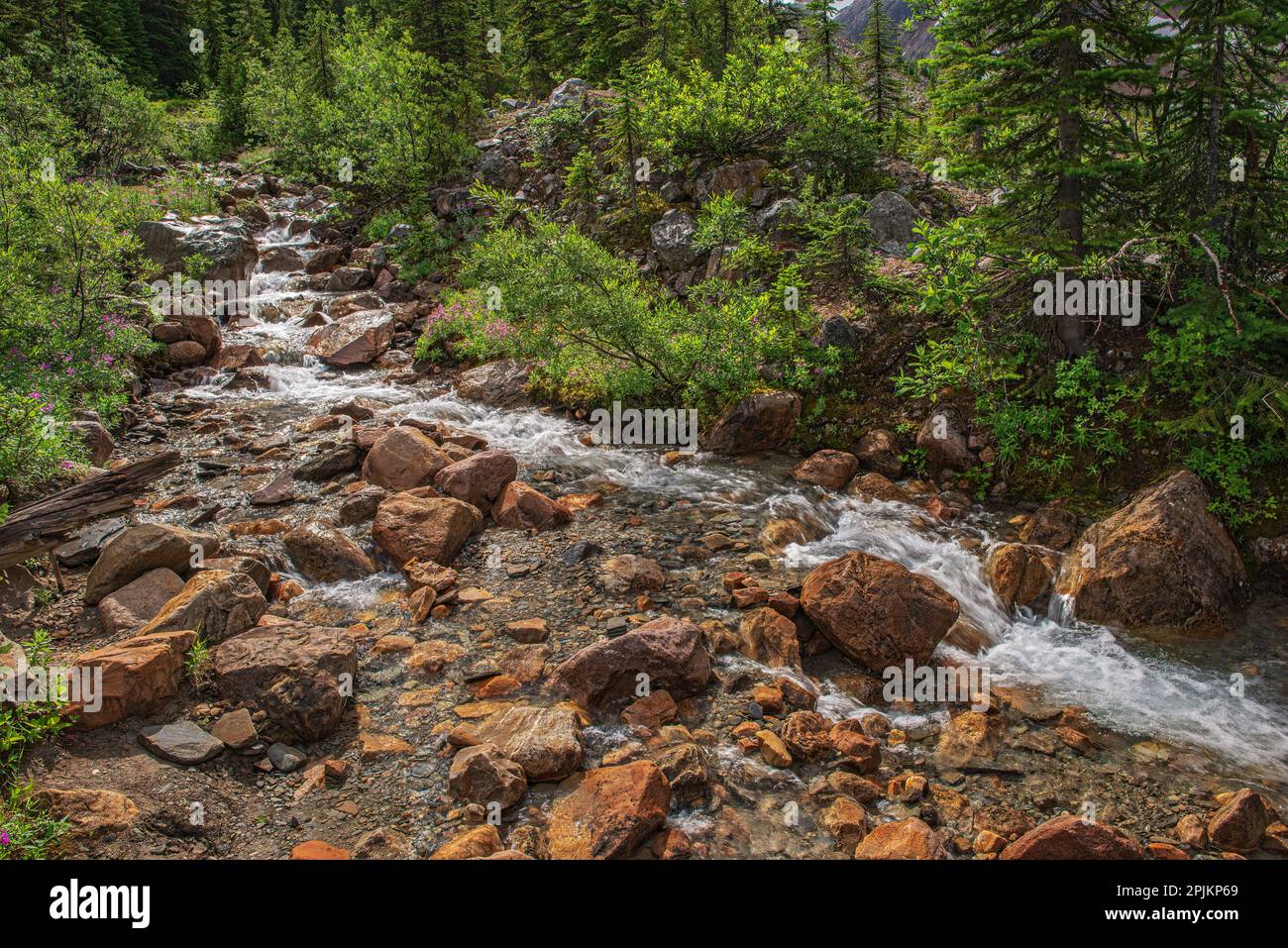 Canada, Alberta, Jasper National Park. Scenic with fireweed along creek. Stock Photo