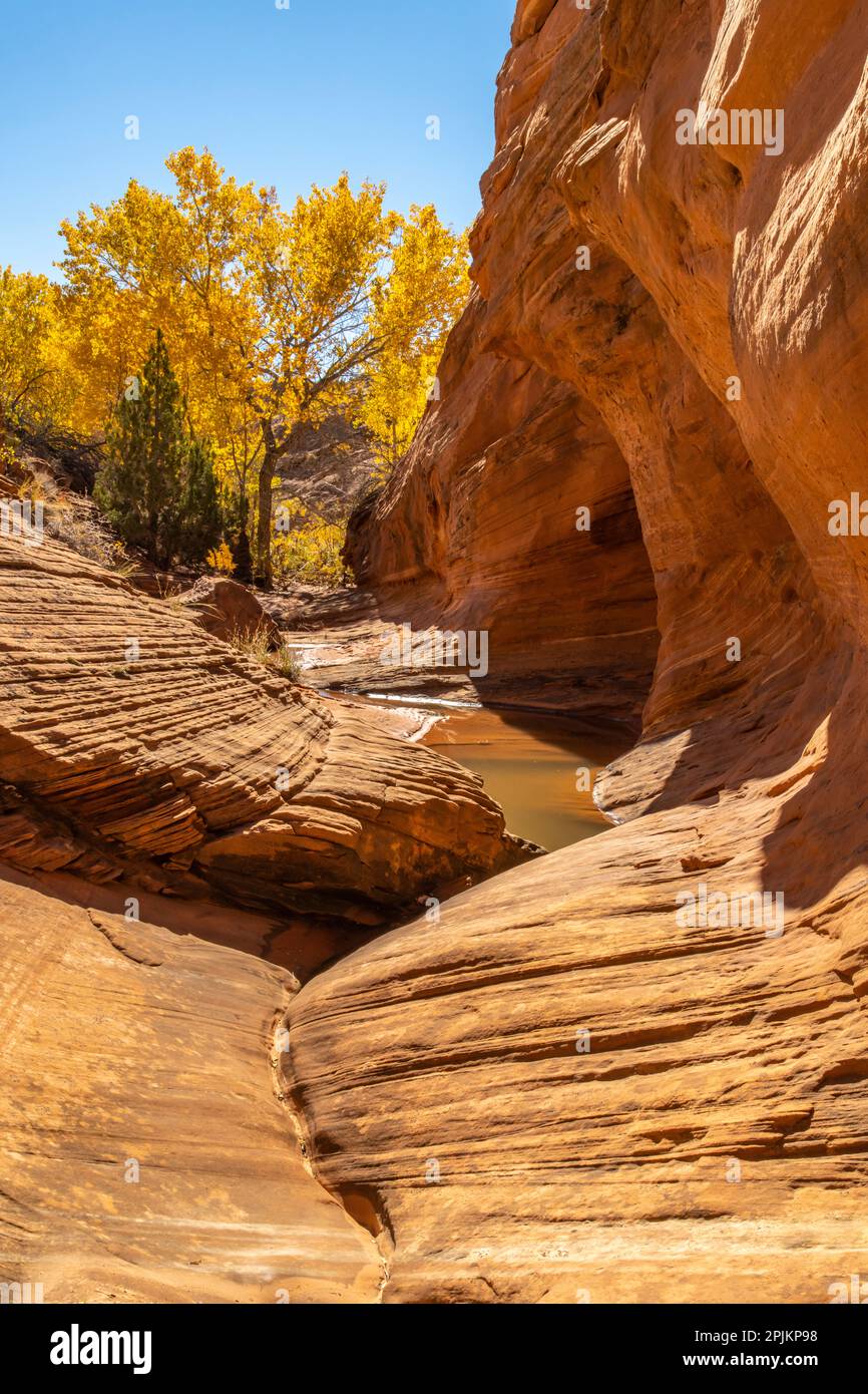 USA, Utah, Grand Staircase Escalante National Monument. Harris Wash and cottonwood tree in fall. Stock Photo