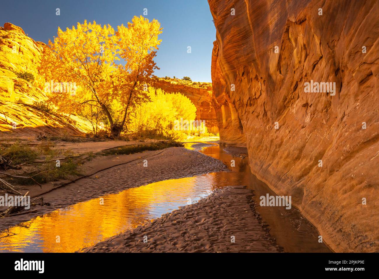 USA, Utah, Grand Staircase Escalante National Monument. Harris Wash and cottonwood trees in fall. Stock Photo