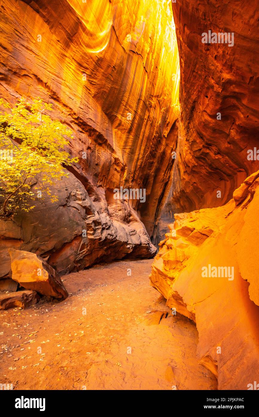 USA, Utah, Grand Staircase Escalante National Monument. Canyon trail