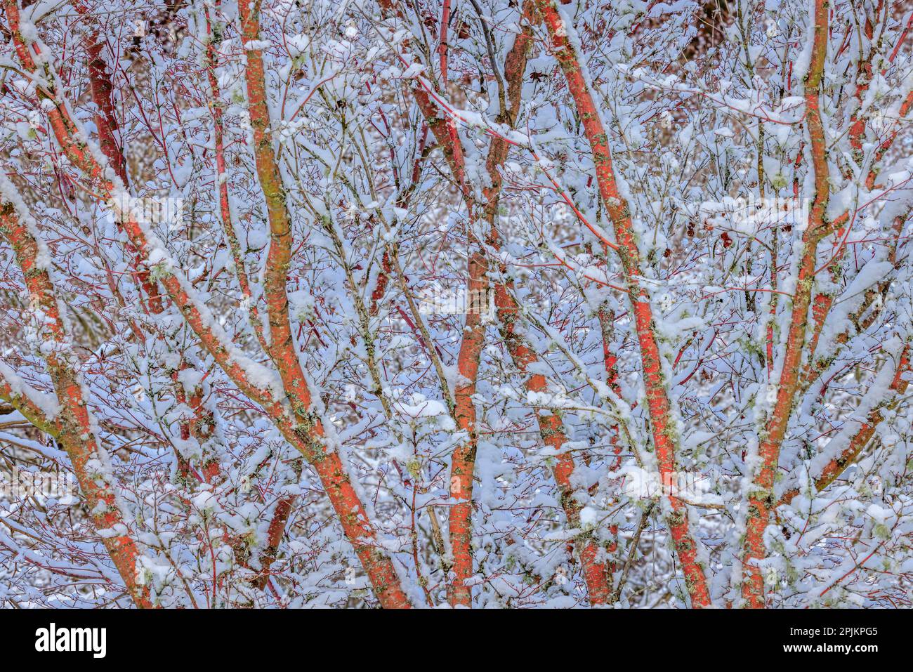 USA, Washington State, Seabeck. Snow-covered coral bark Japanese maple tree. Stock Photo