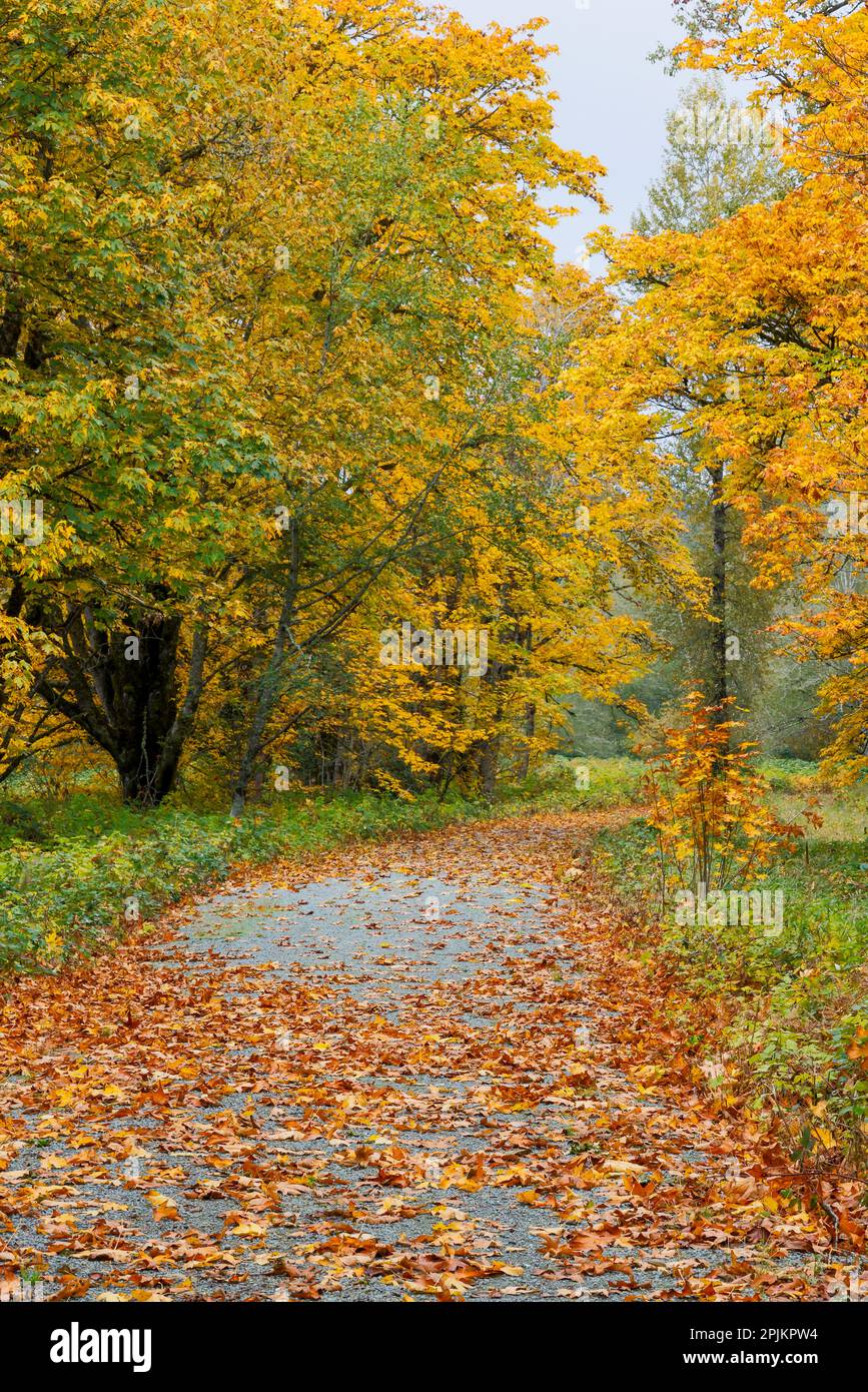 USA, Washington State. Big Leaf Maple trees in autumn colors near Darrington off of Highway 530 and curved roadway with fallen leaves. Stock Photo