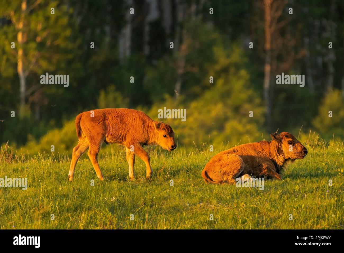 Canada, Manitoba, Riding Mountain National Park. Plains bison calves close-up. Stock Photo