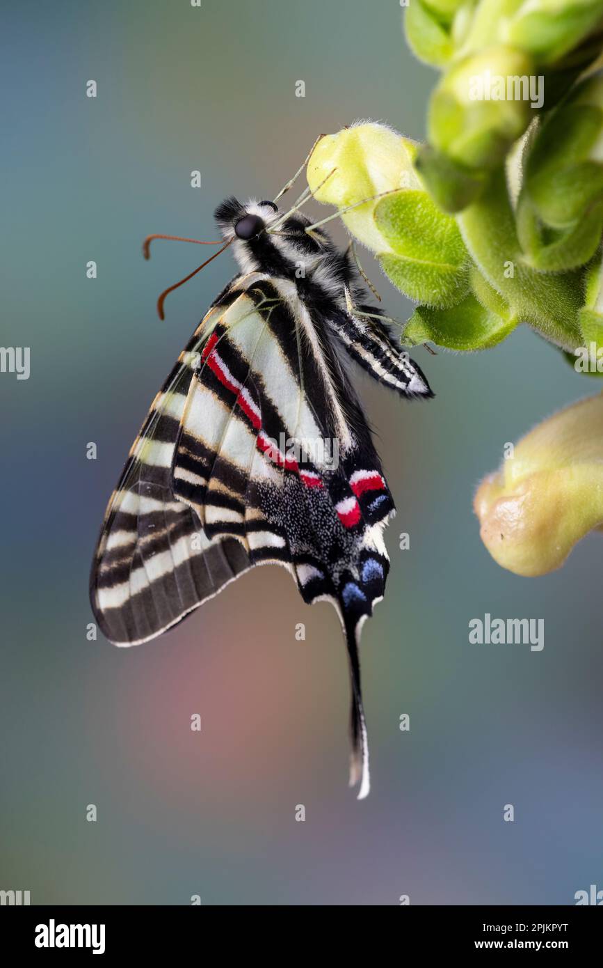 USA, Washington State, Sammamish. Zebra swallowtail butterfly on Snapdragon Stock Photo