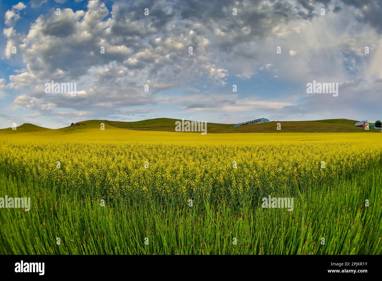 USA, Washington State, Palouse. Springtime landscape and Canola fields Stock Photo Alamy