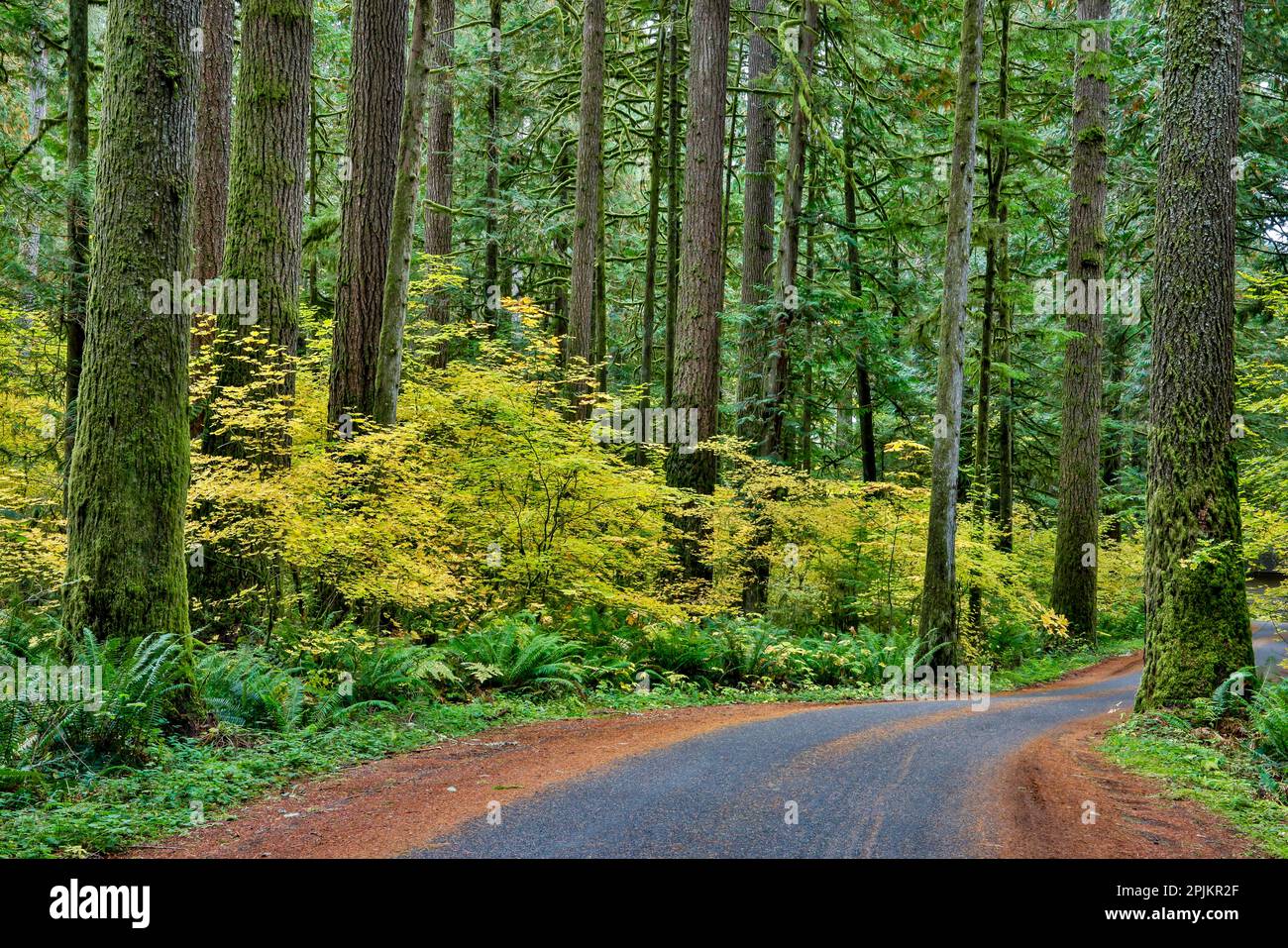 USA, Washington State, Darrington. Curved roadway in autumn forest of fir and vine maple trees Stock Photo
