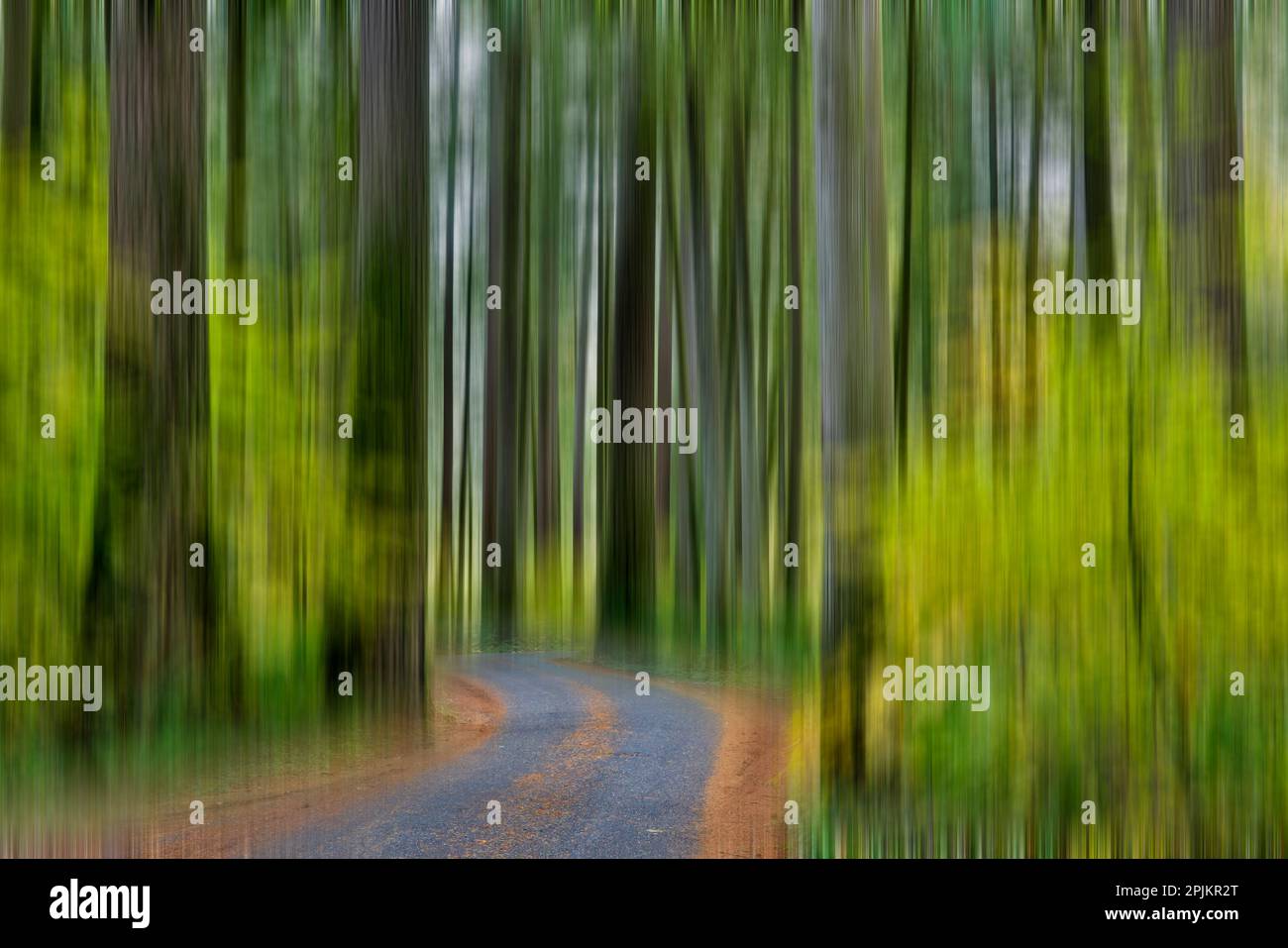 USA, Washington State, Darrington. Curved roadway in autumn forest of fir and vine maple trees Stock Photo