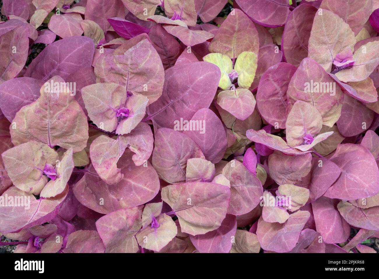 Issaquah, Washington State, USA. Red Orach or Purple Mountain Spinach plants growing in a vegetable garden. Stock Photo