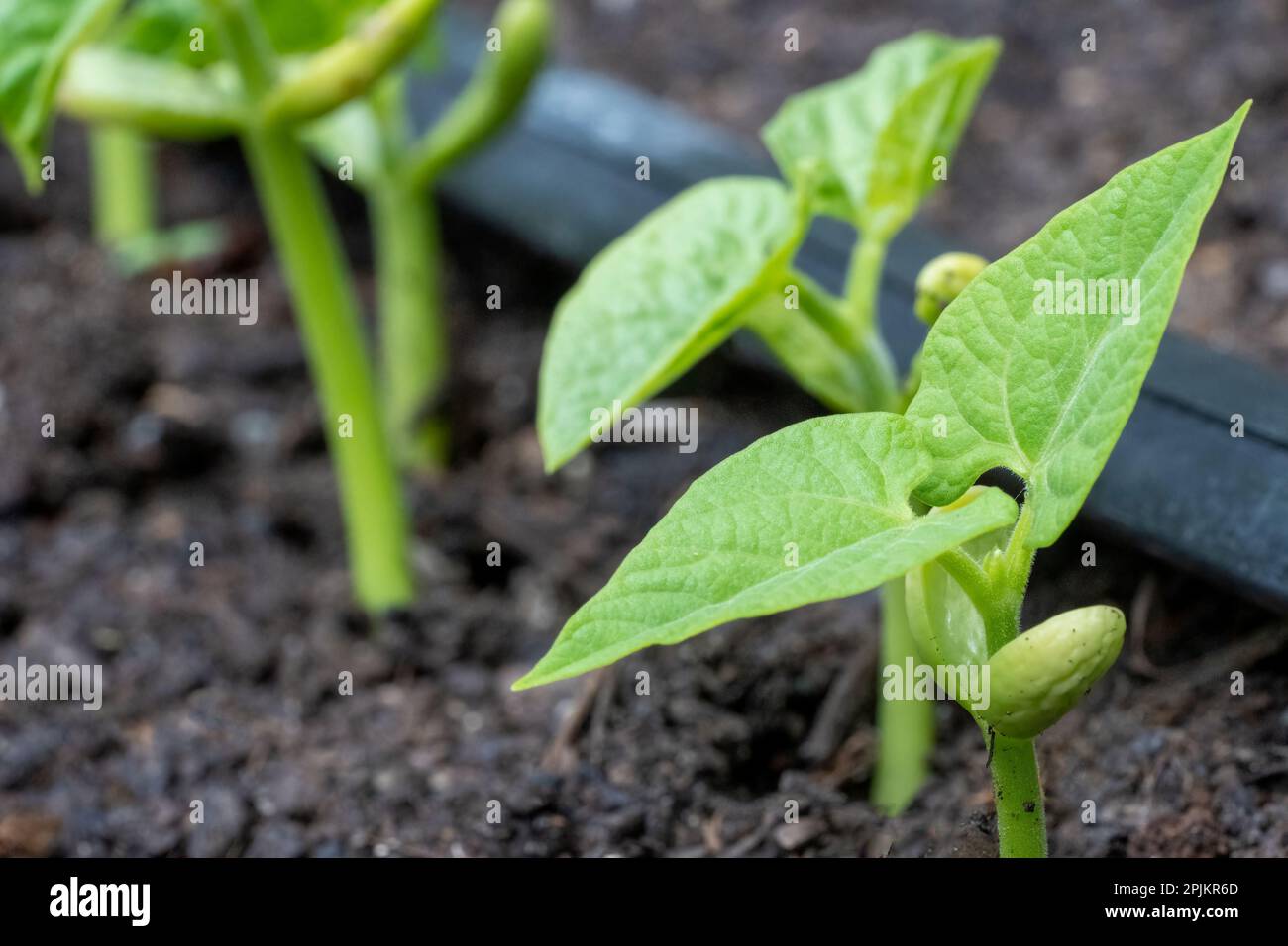 Issaquah, Washington State, USA. Malibu pole bean plants grown from