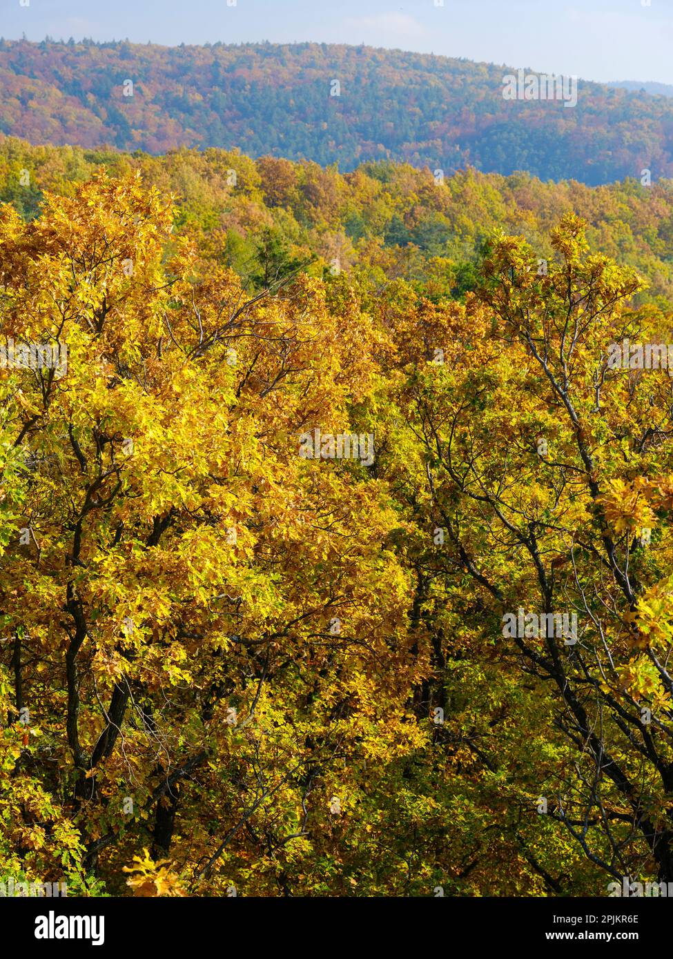 Autumn in a mixed forest at the canopy walk near Althodis in the nature park Geschriebenstein. Austria, Burgenland Stock Photo