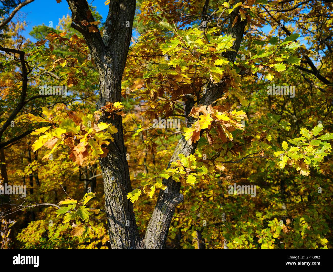 Autumn in a mixed forest at the canopy walk near Althodis in the nature park Geschriebenstein. Austria, Burgenland Stock Photo