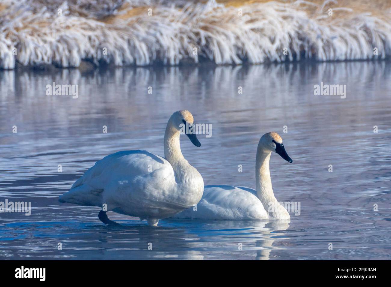 Jackson national fish hatchery hires stock photography and images Alamy