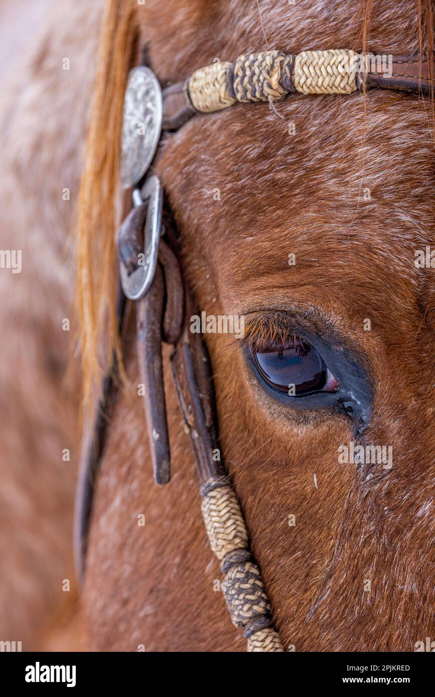 USA, Wyoming. Hideout Horse Ranch, horse detail. (PR) Stock Photo