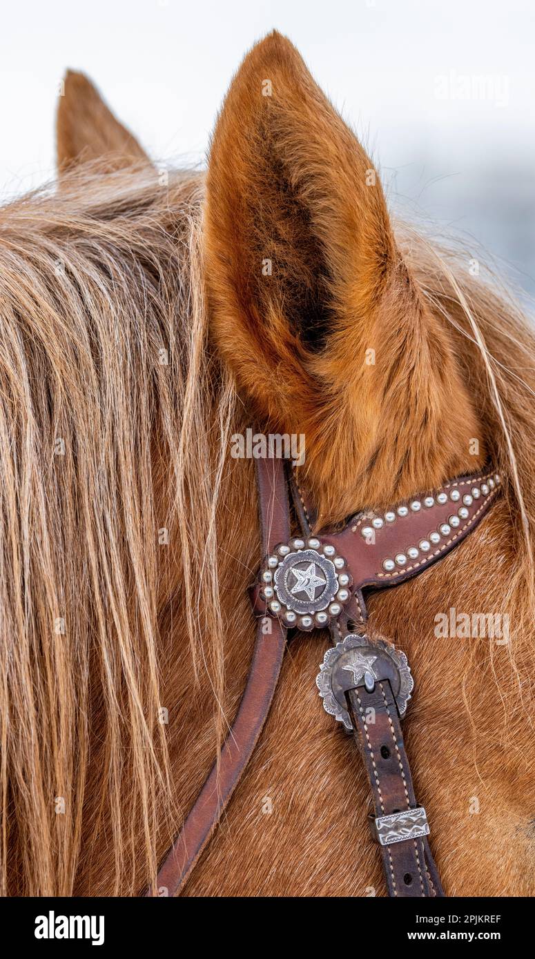 USA, Wyoming. Hideout Horse Ranch, horse detail. (PR) Stock Photo