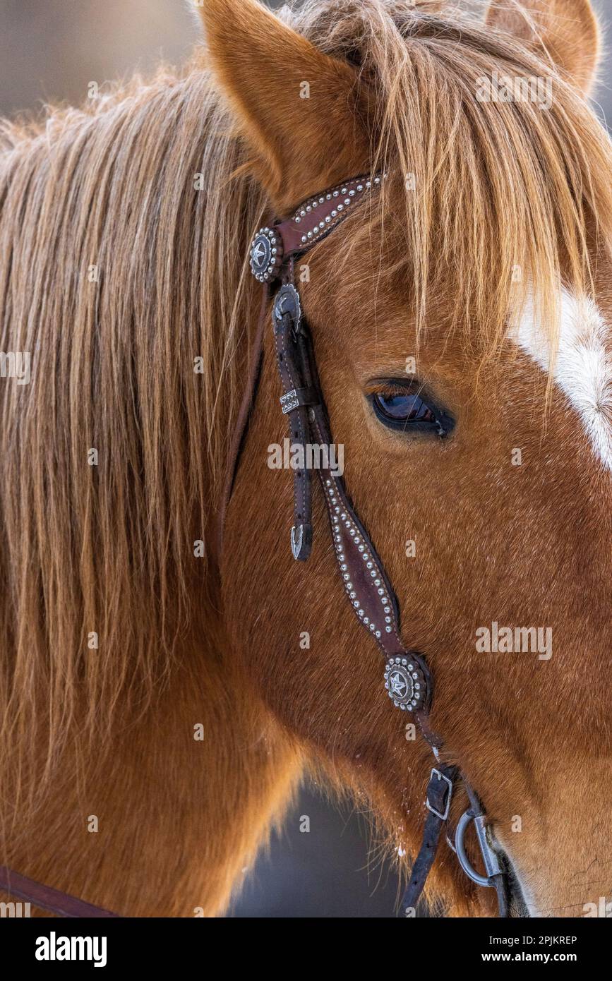 USA, Wyoming. Hideout Horse Ranch, horse detail. (PR) Stock Photo